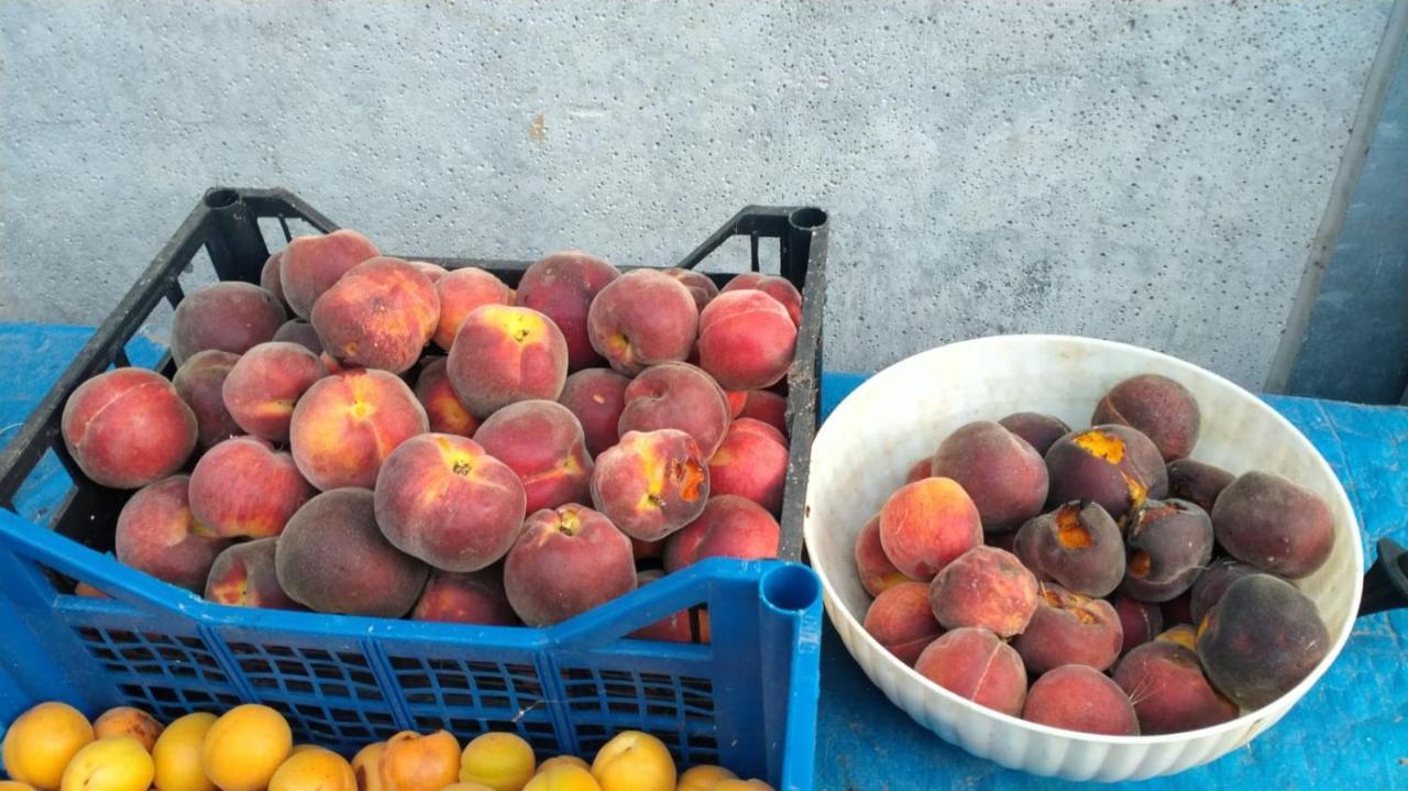 Agriturismo Bio Pian Dei Casali Сатурния Екстериор снимка